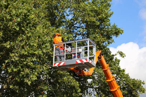 The Steps Involved in Our Tree Care Process in Fulton, KY